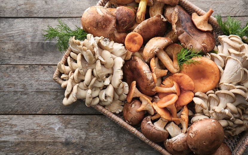 Cogumelos alimentação funcional cães Cogumelos alimentação funcional cães